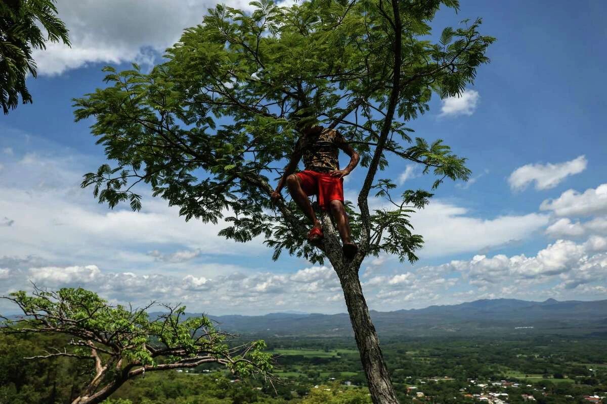 Hugo, age 14, climbs up a tree in El Porvenir, Honduras, home to many Hondurans who migrate to San Francisco. Hugo says he wishes to go to San Francisco and that his brother is working there. Gabrielle Lurie/The Chronicle