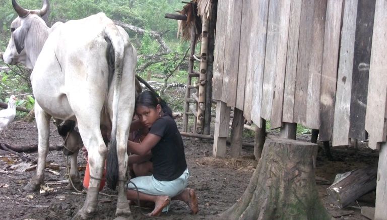 Niña Tawahka ordeñando. Yapuguas.